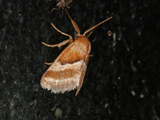Halseyia biumbrata